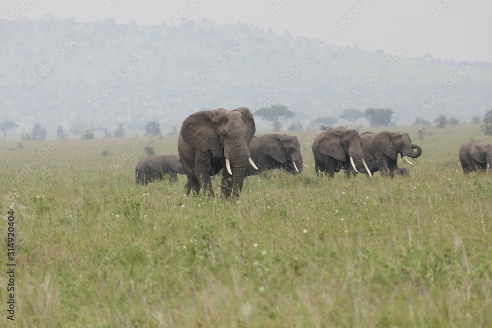 Wild elephant herd in savannah, serengeti, tanzania, africa Wild elephant herd in savannah, serengeti, tanzania, africa