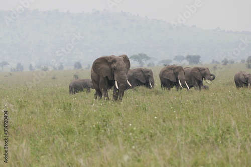 Wild elephant herd in savannah, serengeti, tanzania, africa