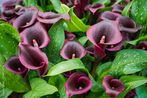 Bouquet of multicolored calla lilies. Floral pattern