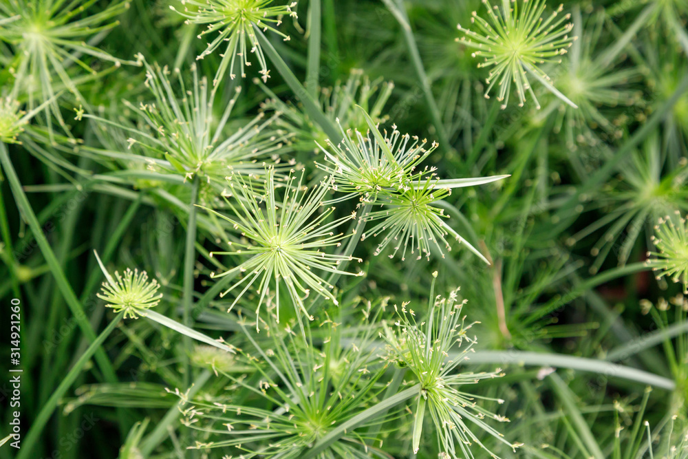 Natural plant background Cyperus haspan. view from above. Natural plant background Cyperus haspan. view from above.