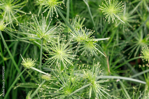 Photo Natural plant background Cyperus haspan. view from above.