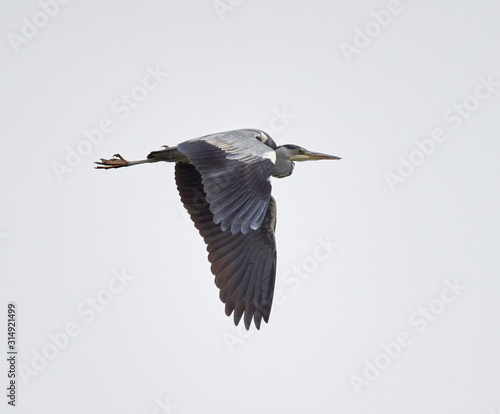 Grey heron in flight