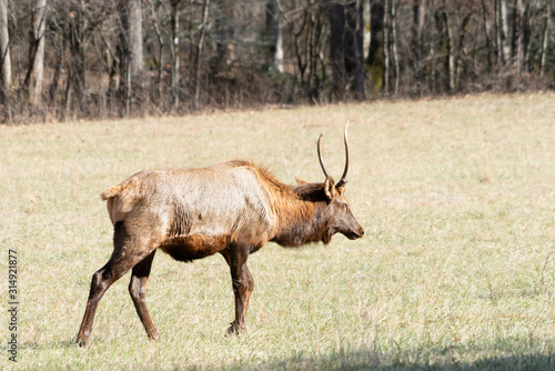 Eastern Elk Buck
