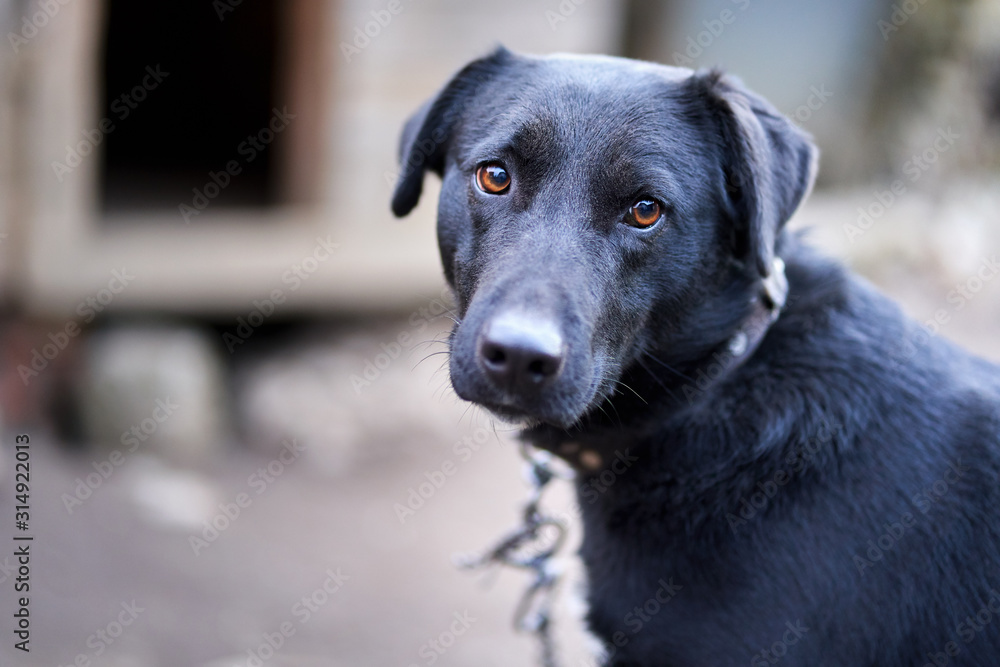 Big black guard dog Big black guard dog