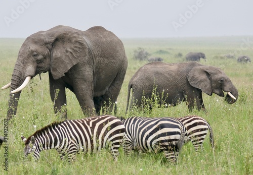 Wild elephants with zebras in savannah  serengeti  tanzania  africa