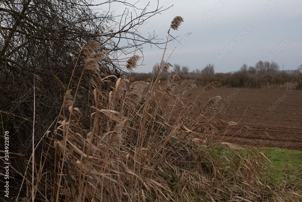 Obraz premium reed in the wagbachniederung in Waghäusel