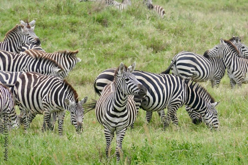 Closeup of zebra herd in savannah  serengeti  tanzania  Africa