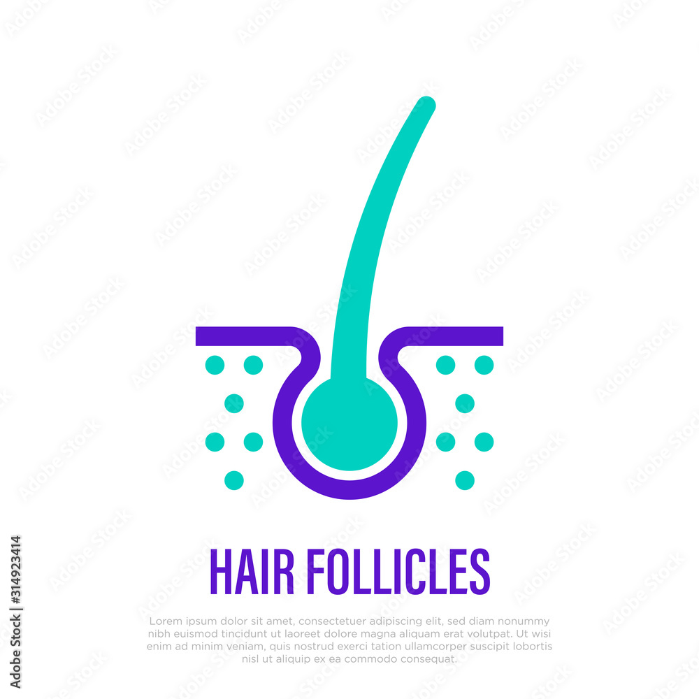 Hair follicle. Hair loss. Thin line icon. Vector illustration for medical clinic. Hair follicle. Hair loss. Thin line icon. Vector illustration for medical clinic.