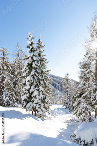 Beautiful winter landscape. Snowy forest in the Austrian ALps