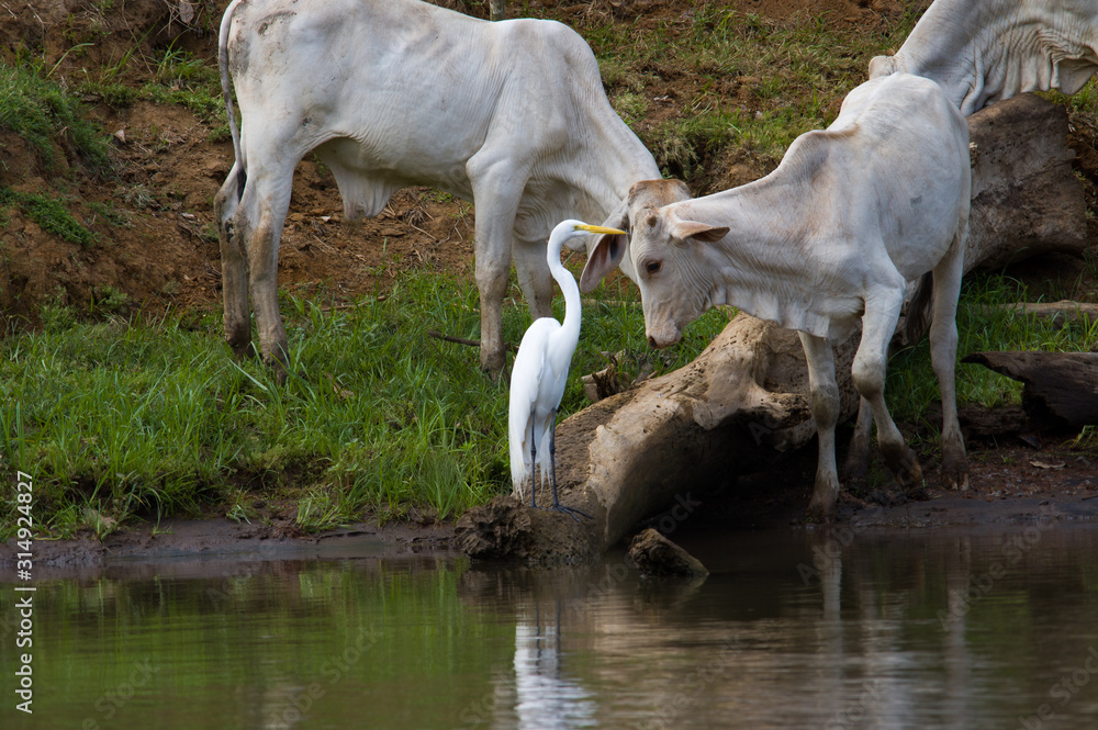 Fototapeta premium Le Cano Negro
