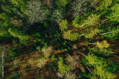 Green pine forest form above  Latvian woods captured with drone camera..