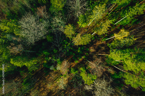 Green pine forest form above, Latvian woods captured with drone camera.. © Aleksandrs Muiznieks