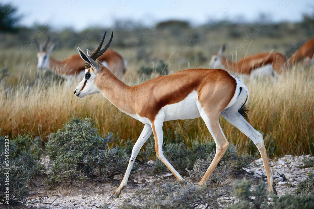 In Namibia a baby springbok, Antidorcas marsupialis, an African antelope walking free in the savannah In Namibia a baby springbok, Antidorcas marsupialis, an African antelope walking free in the savannah