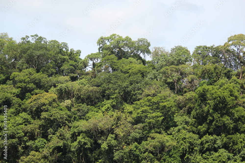 tropical trees in Brazil