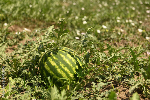 striped green big watermelon on the field in the melon