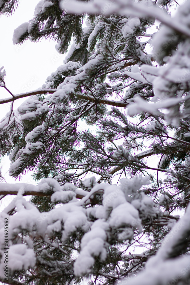 Pine branches covered with snow. Close-up