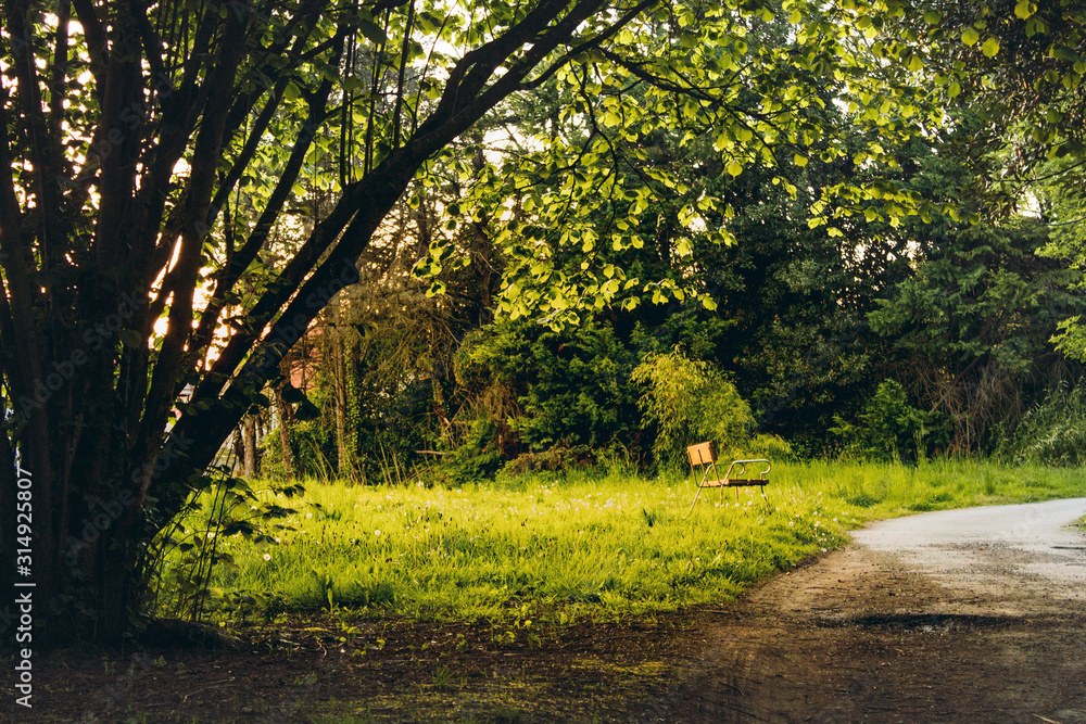 Naklejka premium Luz entrando en el bosque iluminando un banco