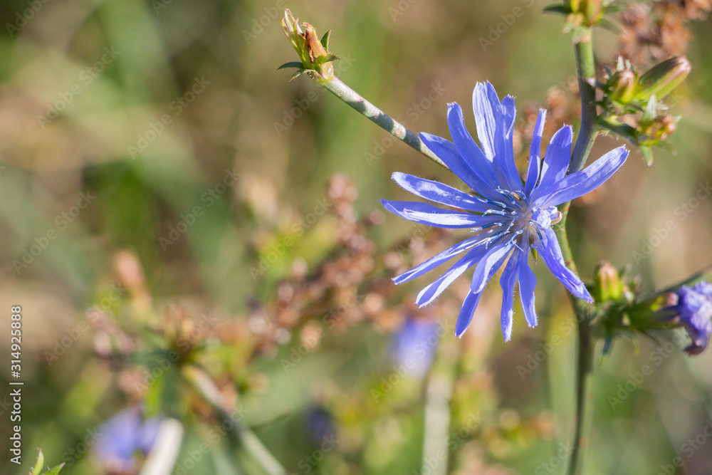 Fototapeta premium Flower of wild chicory on a background of a different field grass.