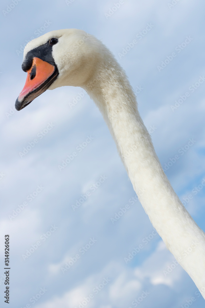Fototapeta premium Head of swan on the background of sky.