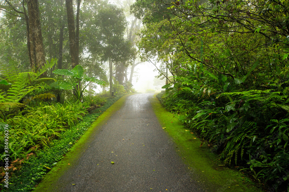 Fototapeta premium Nature Garden with foggy and rainy at Thailand