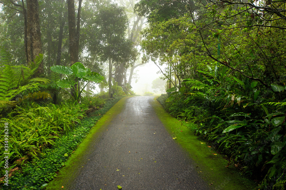 Fototapeta premium Nature Garden with foggy and rainy at Thailand