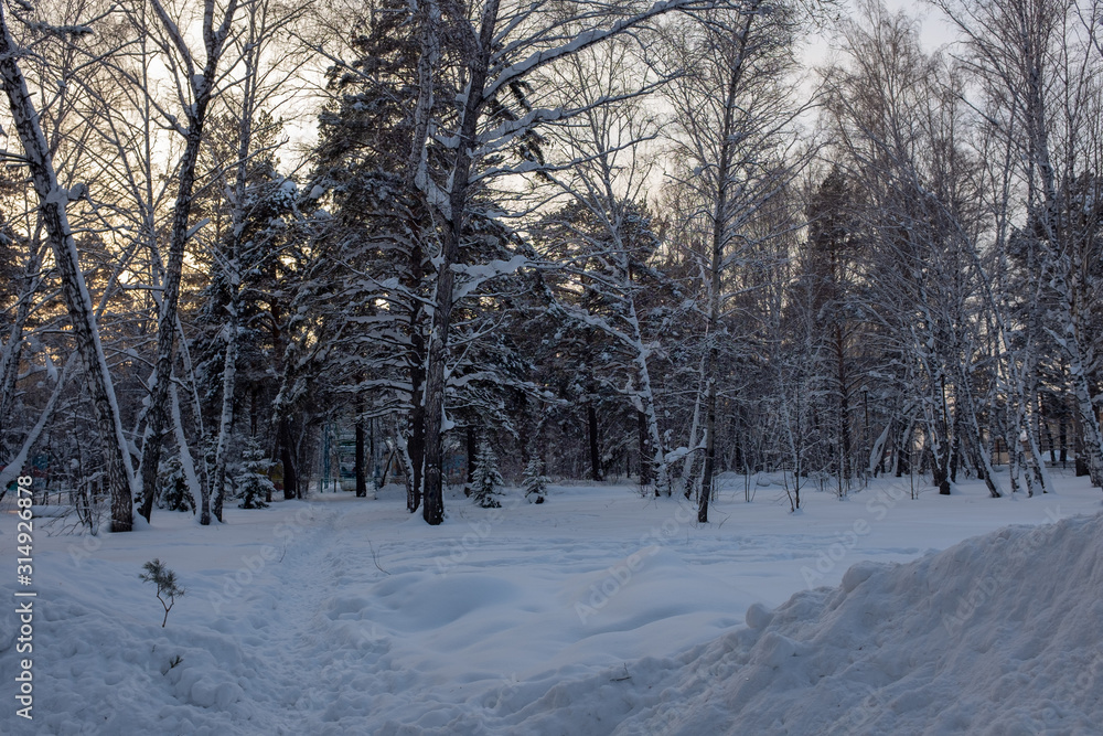Winter in Siberia. Winter Scene.  Tall trees in the forest, covered with snow