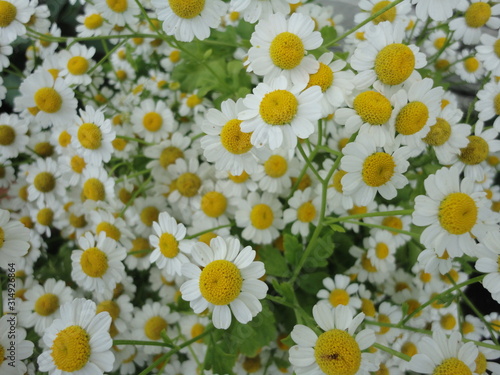 blooming of chamomile flowers in the garden under the sunshine