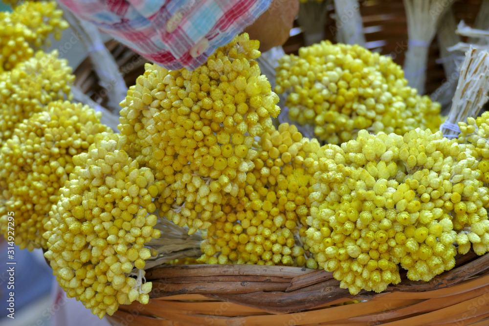 A typical Kythira suvenir are the flowers called 'Sempreviva' A typical Kythira suvenir are the flowers called 'Sempreviva'