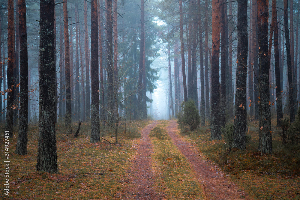 Fototapeta premium Foggy path in the forest