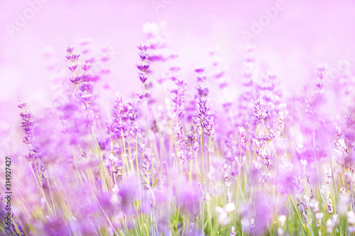 Summer blossoming lavender, flower field background, pastel and soft floral card, selective focus, shallow DOF, toned 