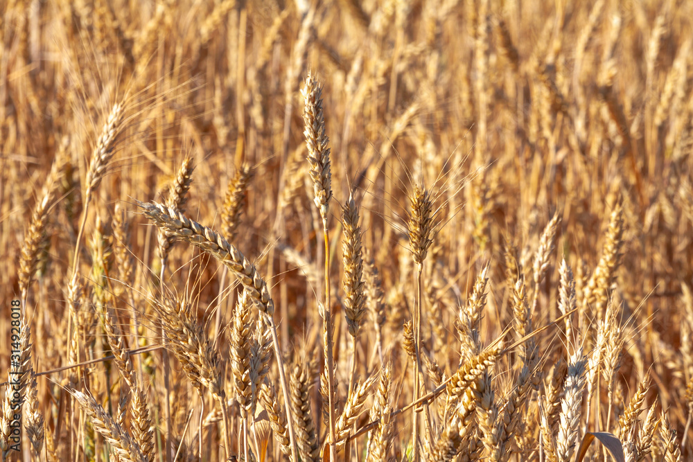 Fototapeta premium Wheat field and blue sky