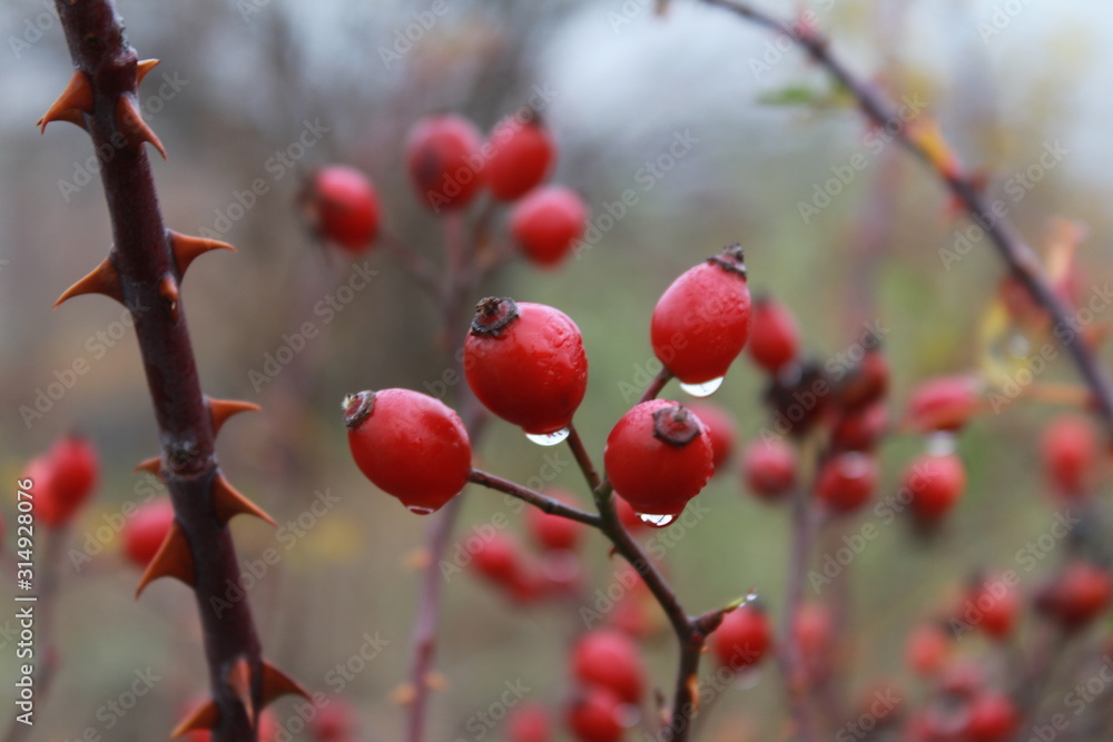 Beautiful red berries on a hawthorn bush: macro shot