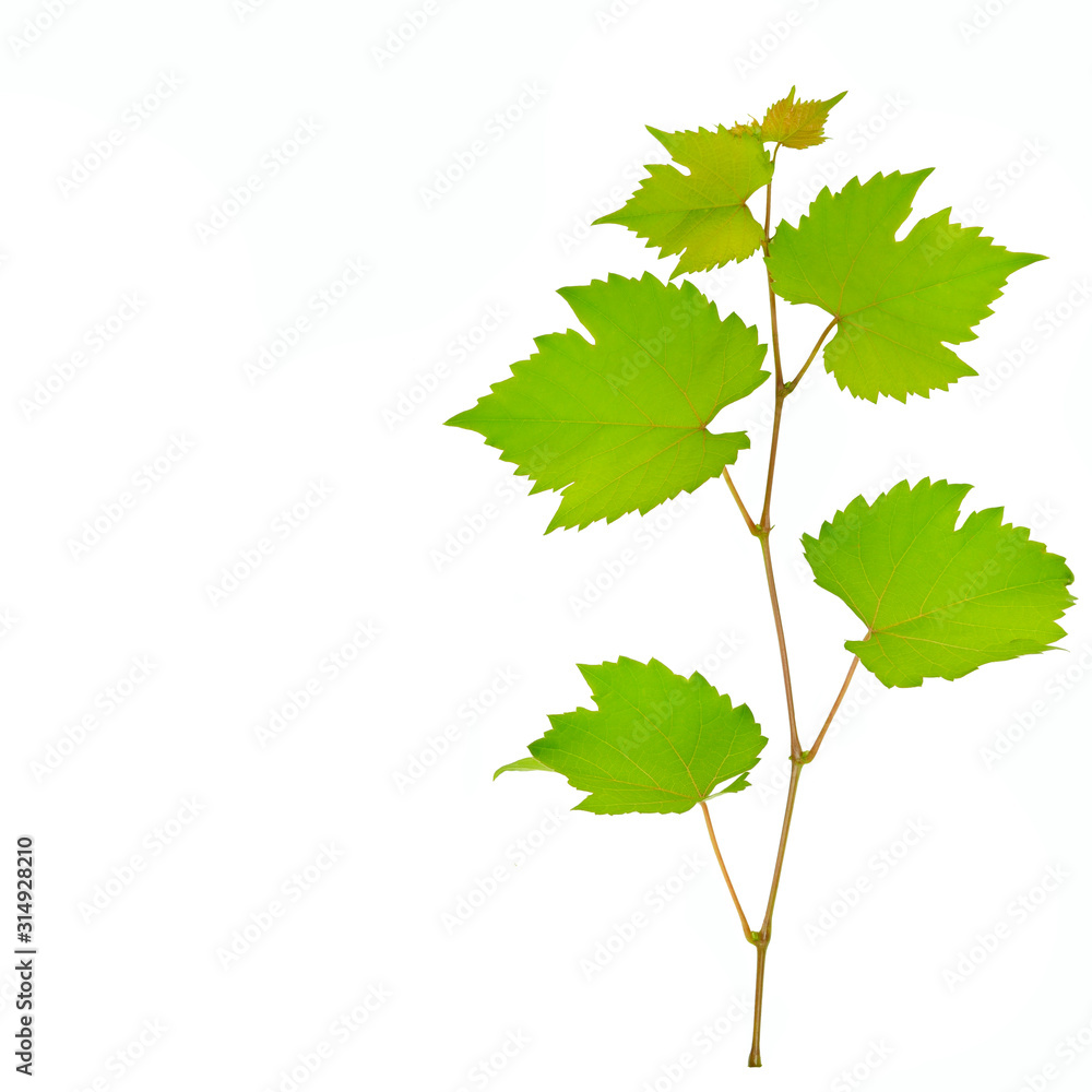 Vine and leaves isolated on white background. Free space for text. Vine and leaves isolated on white background. Free space for text.
