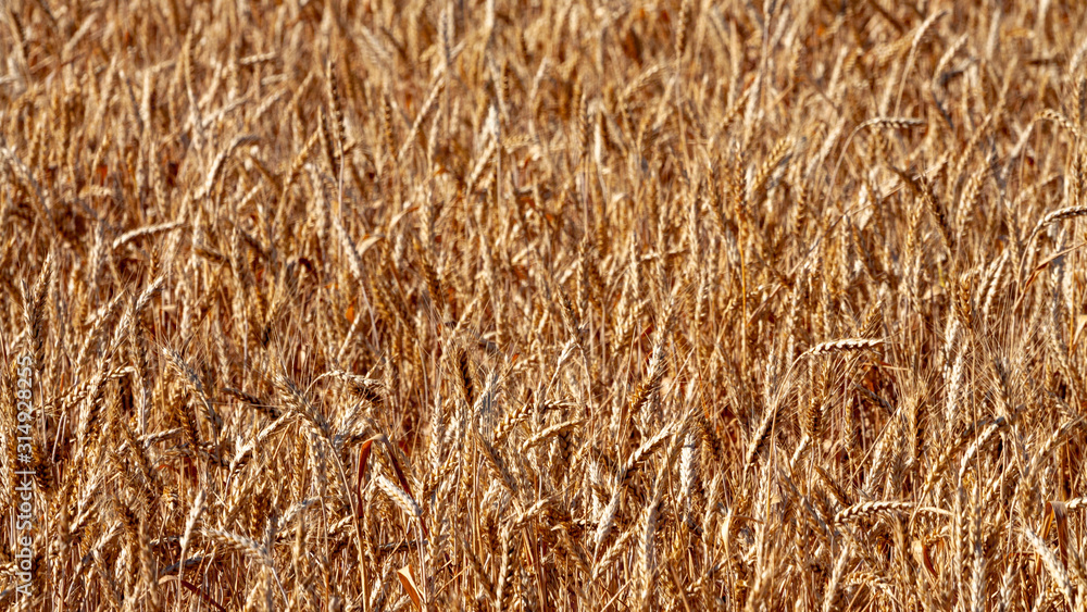 Wheat field and blue sky Wheat field and blue sky