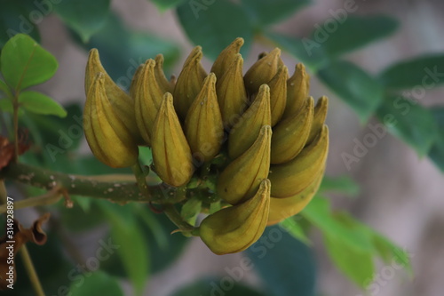 bunch of tropical fruts photo