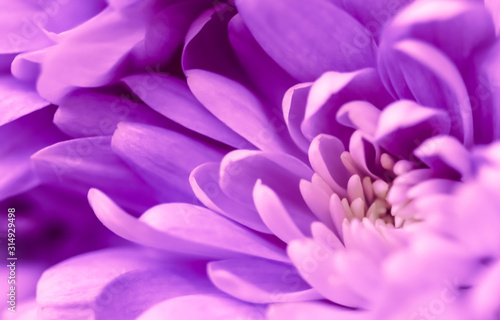 Abstract floral background  purple chrysanthemum flower. Macro flowers backdrop for holiday brand design