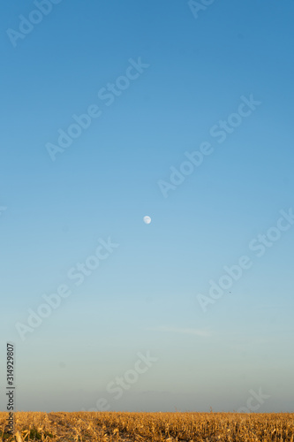 Wallpaper Mural Corn Field Gradient Torontodigital.ca