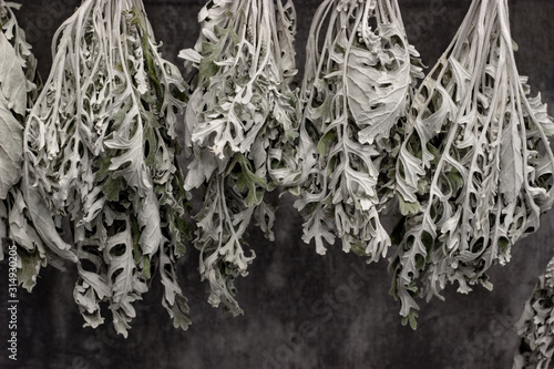 drying plants dry cineraria hanging dark background material for creating dry bouquets