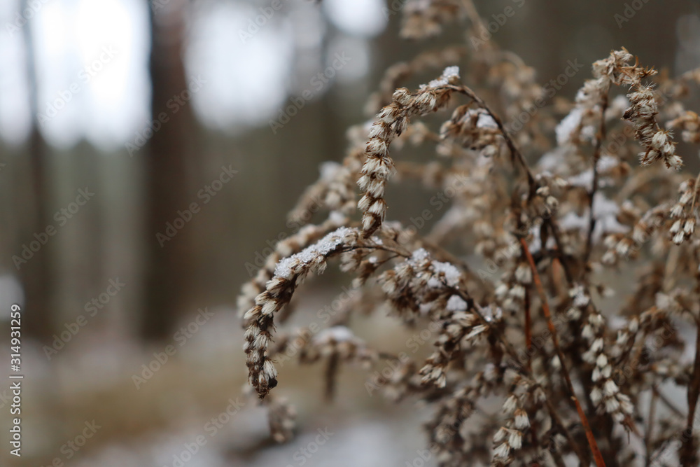 Naklejka premium Macro shot of a frozen plant on a background of snow and forest. A plant with snowflakes on it.