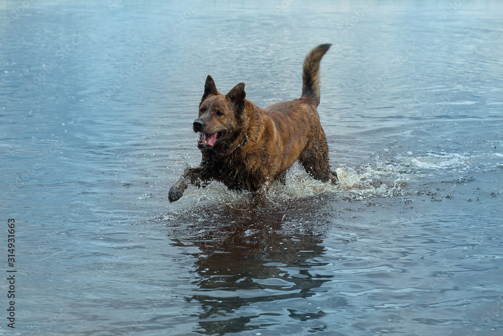 Dog run in the water. Dog After swim in sea Dog run in the water. Dog After swim in sea