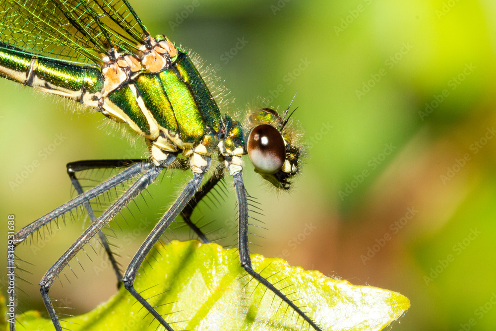colorful odonato perched on a branch colorful odonato perched on a branch
