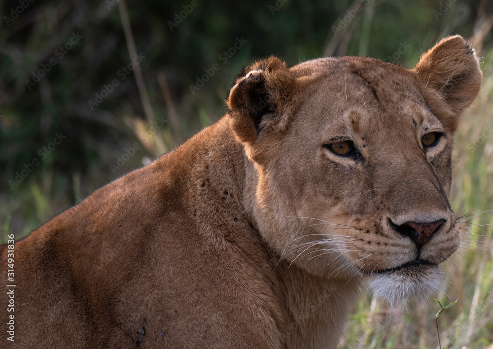 lioness portrait