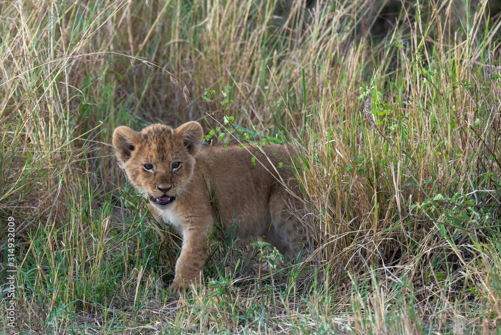 Lion cub in grass Lion cub in grass