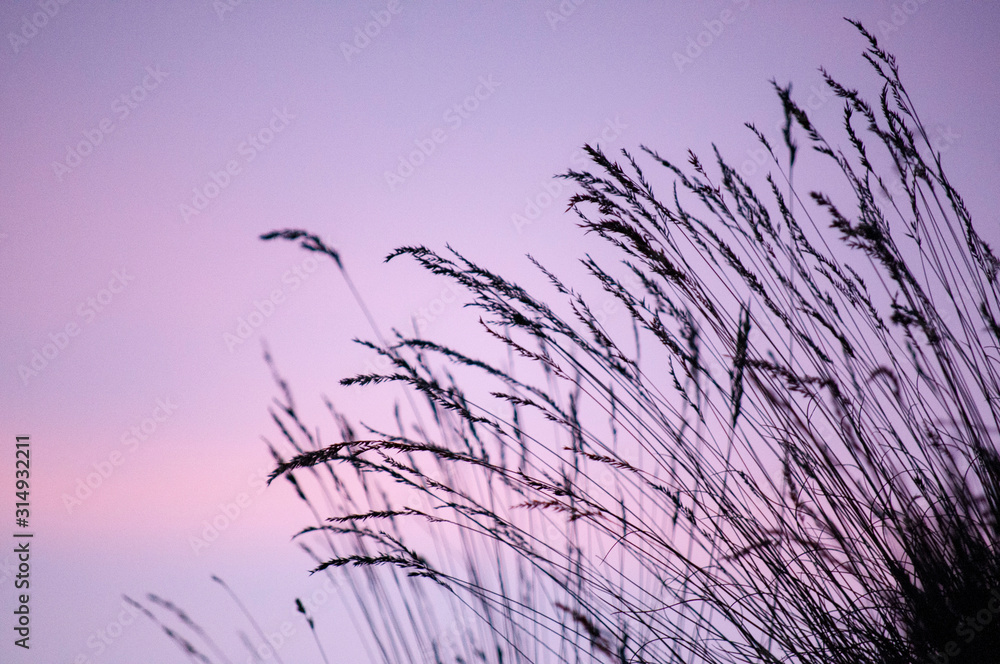 Obraz premium Silhouette d'herbes sur ciel au coucher de soleil. Silhouette of herbs on sky at sunset.