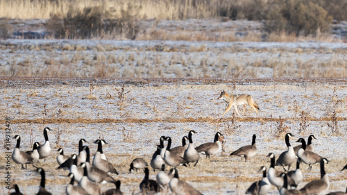Coyote walking behind the flock of canada-geese on winter field