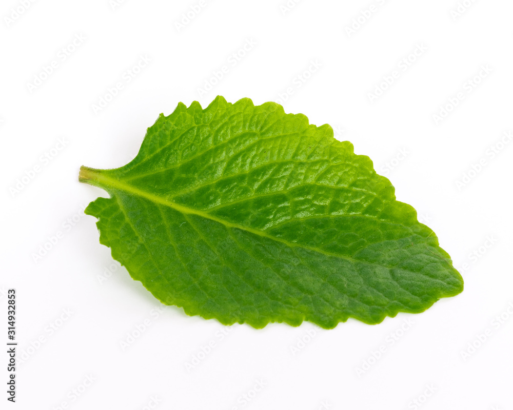 Obraz premium Studio shot one green leaf of Mexican mint isolated on white organic medical herb
