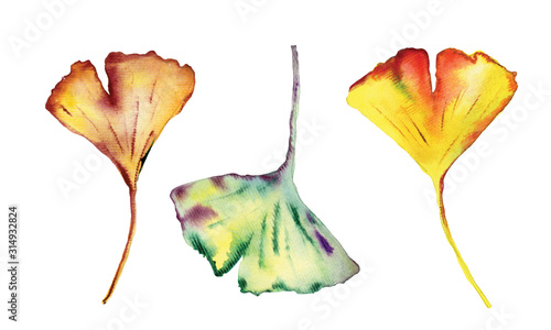 Watercolor set of beautiful Ginkgo Biloba leaves.
