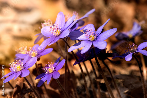 Anemone hepatica, purple flowers, spring, the first spring flowers, forest, forest flowers