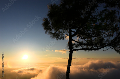 Dark shadow of pine tree with beautiful scenery of mountain, mist sea, beautiful golden light shines on sky and sunrise sun rises up from horizon at view point of Phu chi phoe in the early morning, Kh photo