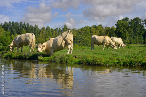Fototapeta Naklejka Na Ścianę i Meble -  Vache charolaise surprise dans les marais poitevin, département de la Vendée en région Pays-de-la-Loire, France